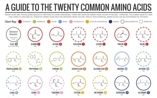 difference-between-essential-and-nonessential-amino-acid-difference