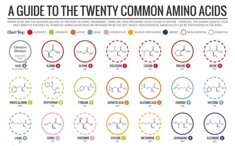 what-are-essential-and-non-essential-amino-acids-fitness-with-ana